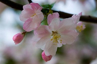 《UFO魔神古兰戴萨：狼之盛宴》首个玩法预告公布